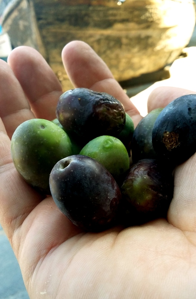 foraged_olives